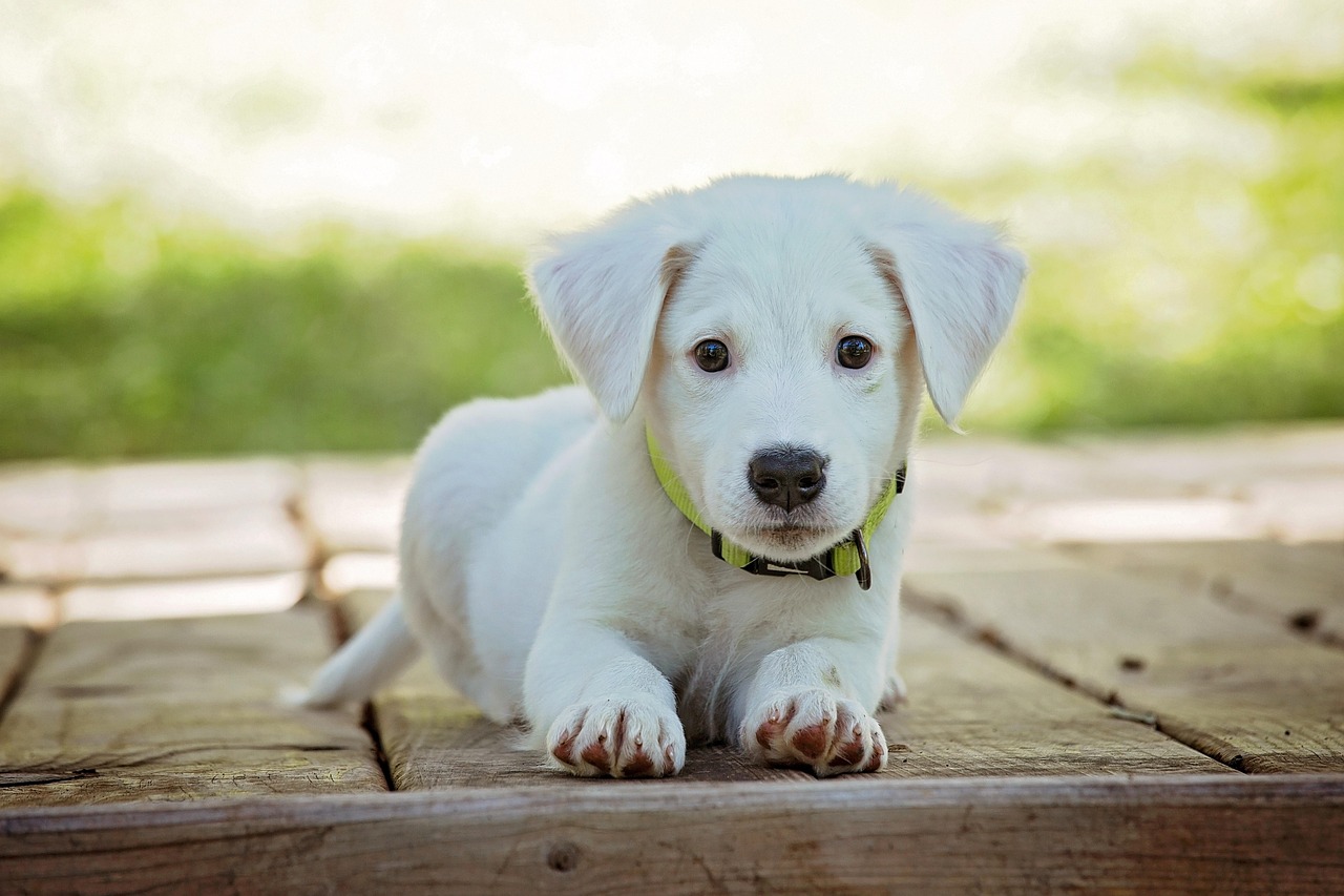 🎄 Got a Puppy for Christmas? Here’s Why Socialization and Training Are Crucial — And How Oak Grove Veterinary Hospital Can Help! 🐶