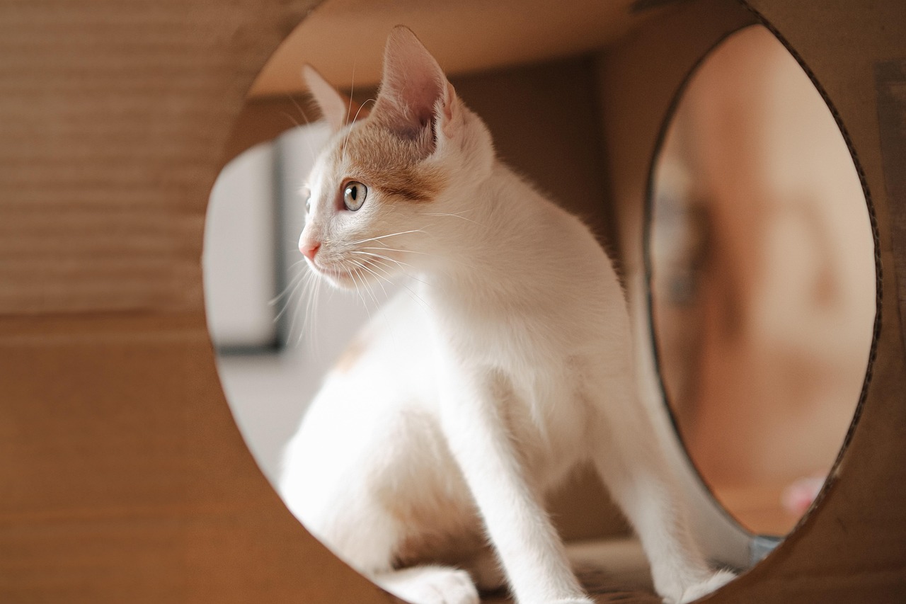 🩺 Vaccines, Wellness Visits & Weekend Holistic Care: Keeping Your Pet Healthy at Oak Grove Veterinary Hospital